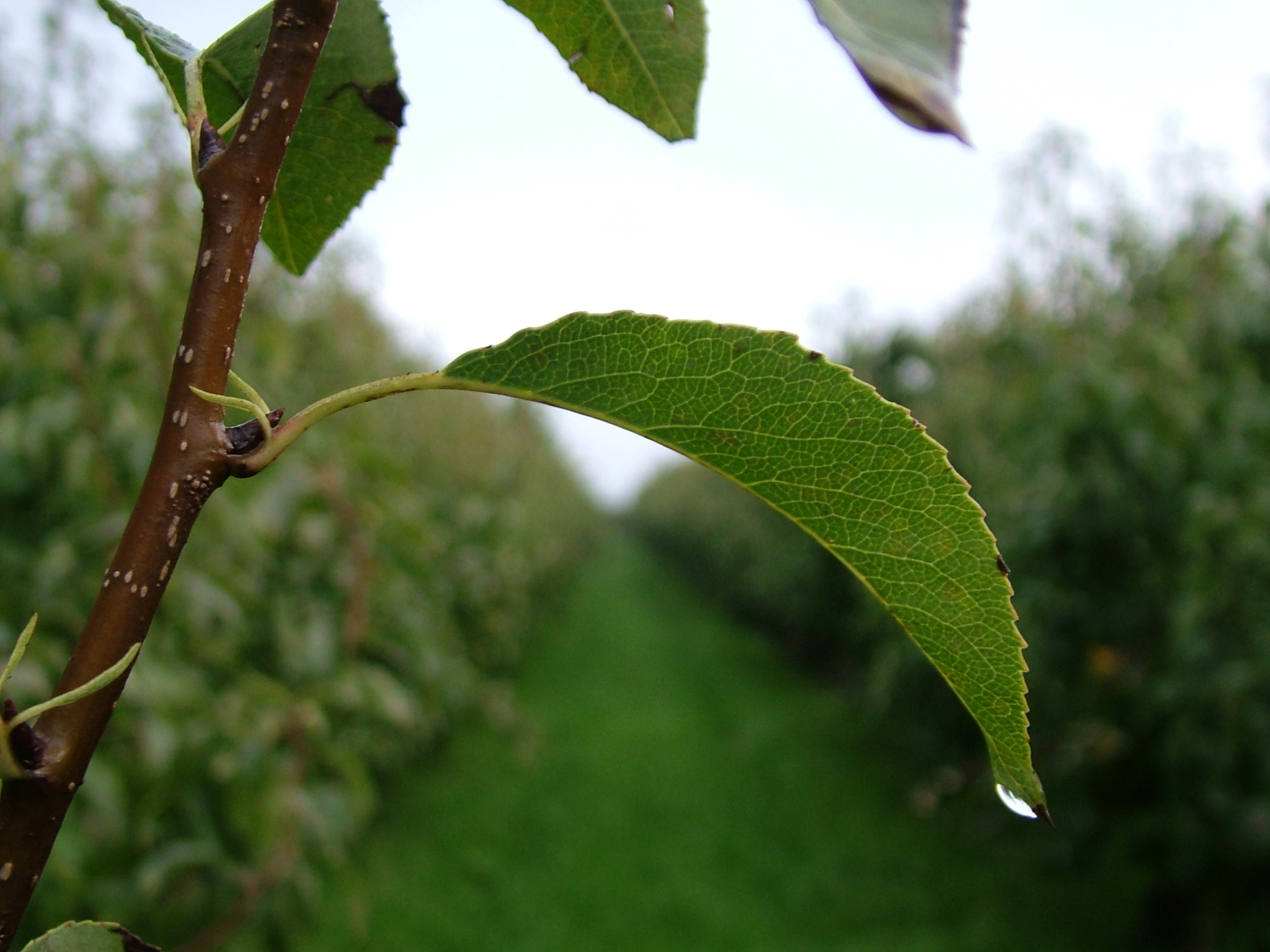 10 van de 29 groene toegelaten middelen in 2018 voor fruitsector