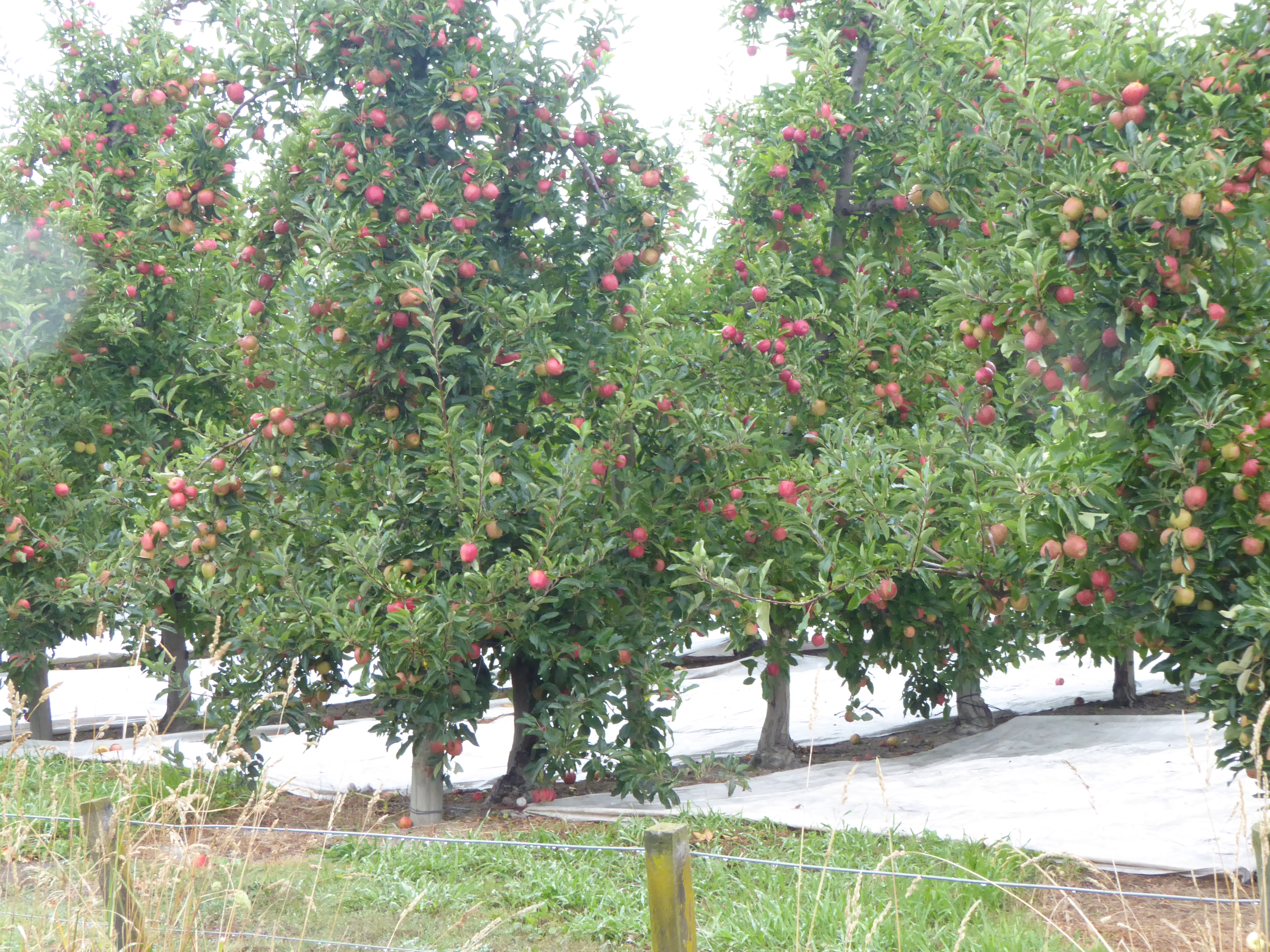 Nieuw-Zeelandse appelteelt kruipt uit dal