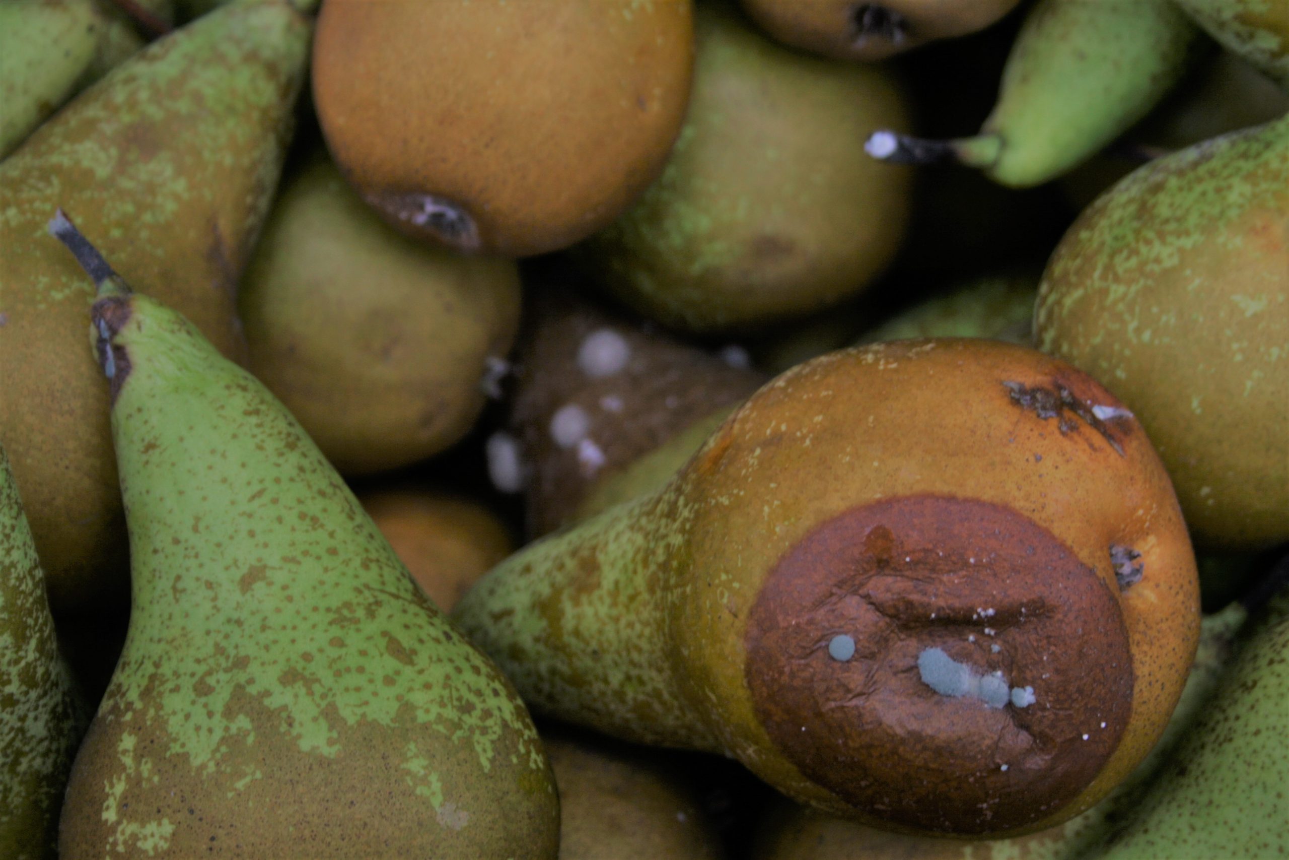 Fruitteelt Werkwijzer: Schema tegen vruchtrot