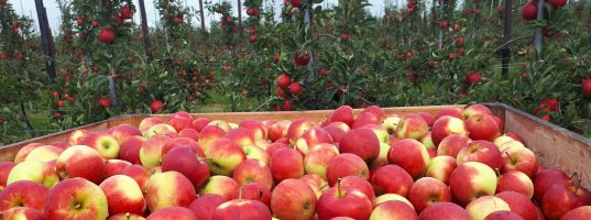 Peren houden hardheid goed vast