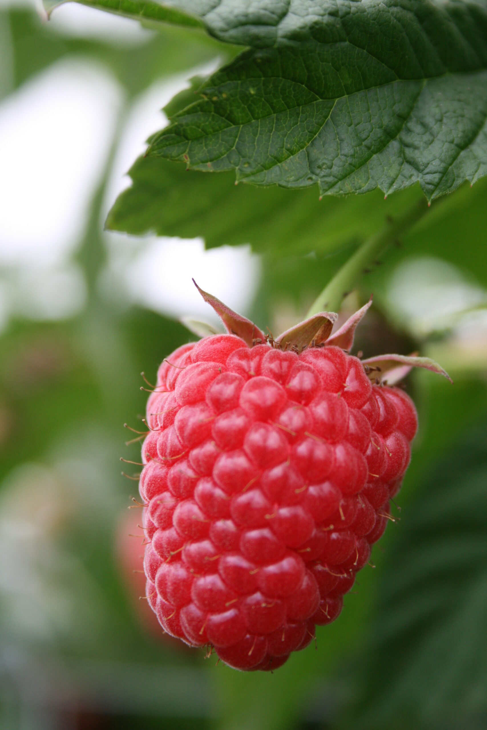 EU-project voor boost kleinfruitveredeling