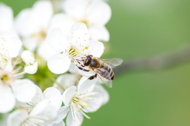 Oproep voor deelname aan studiegroep biodiversiteit in de boomgaard 