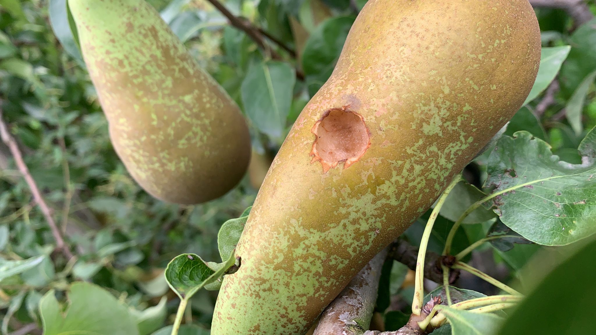 Afschotverbod leidt tot forse schade op Gelderse fruitbedrijven