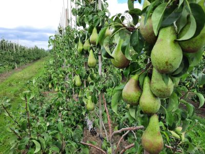 Meer appels en peren verkocht in november