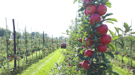 Vanavond: NFO-webinar Gezonde Planten-ben jij erbij?