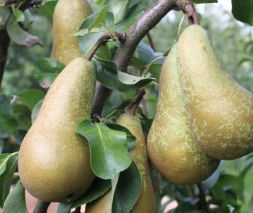 AMI maakt eerste Nederlandse hardfruitvoorraden van dit seizoen bekend