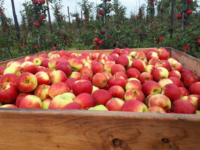 Nederlandse hardfruitvoorraden op 1 december