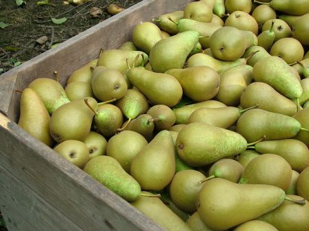 Nederlandse hardfruitvoorraden: opnieuw minder peren verkocht