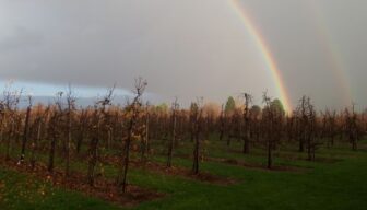 Perspectief voor fruitsector dankzij Kennis en Innovatie Agenda Fruitteelt