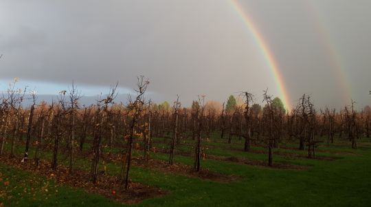 Perspectief voor fruitsector dankzij Kennis en Innovatie Agenda Fruitteelt