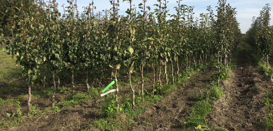 Duidelijkheid over toepassing btw-tarief fruitbomen